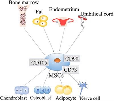 Update on the application of mesenchymal stem cell-derived exosomes in the treatment of Parkinson's disease: A systematic review